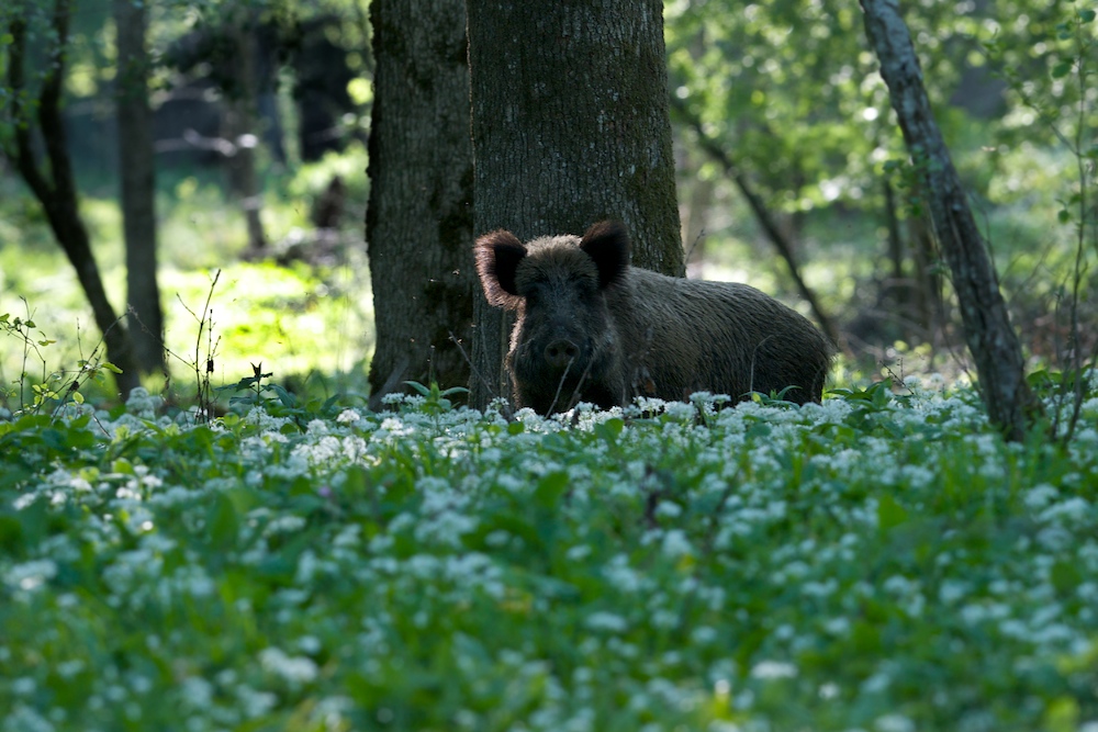 Wildschwein mit Bärlauch