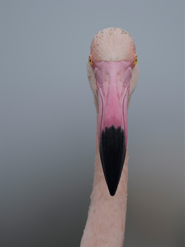 Portrait eines Flamingos