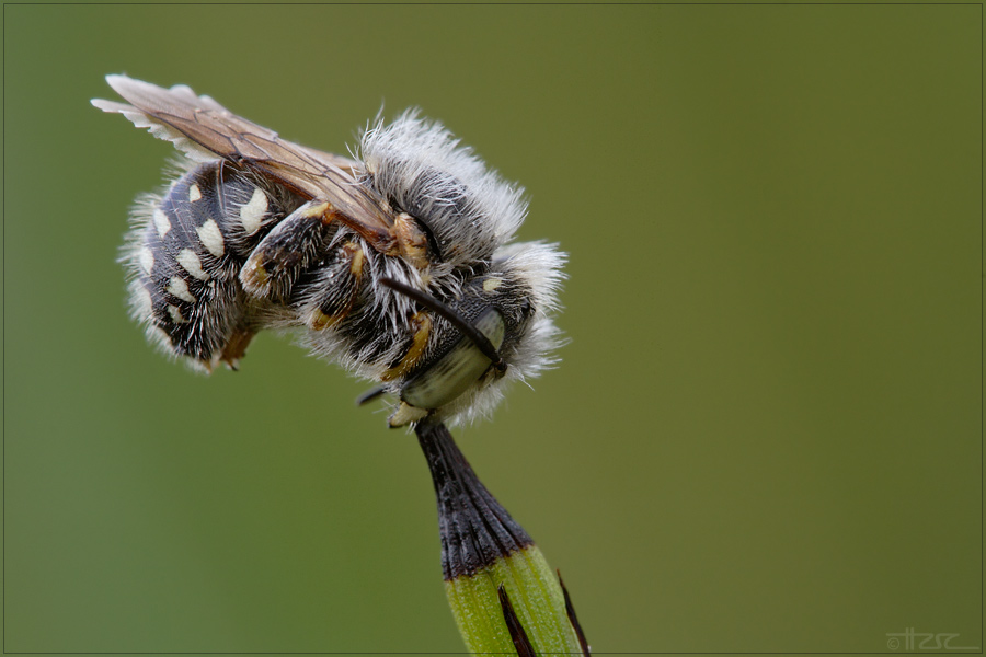 punktierte wollbiene, Anthidium punctatum