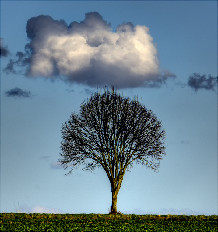 Baum mit Wolke