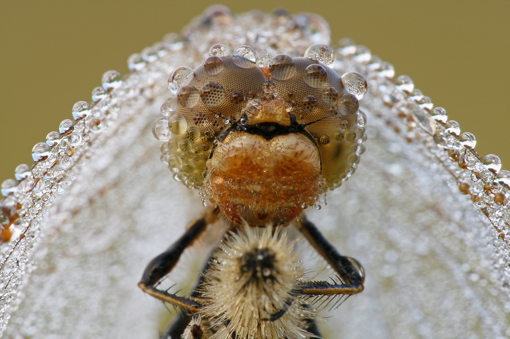 Die Libelle im Schleier