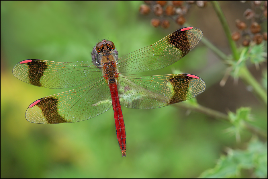 Gebänderte Heidelibelle (Sympetrum pedemontanum)