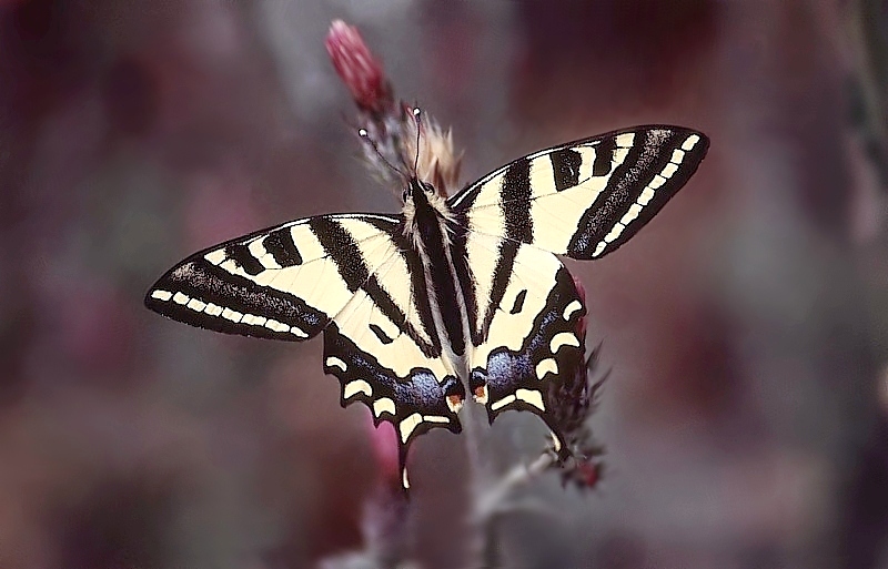 Papilio alexanor ND
