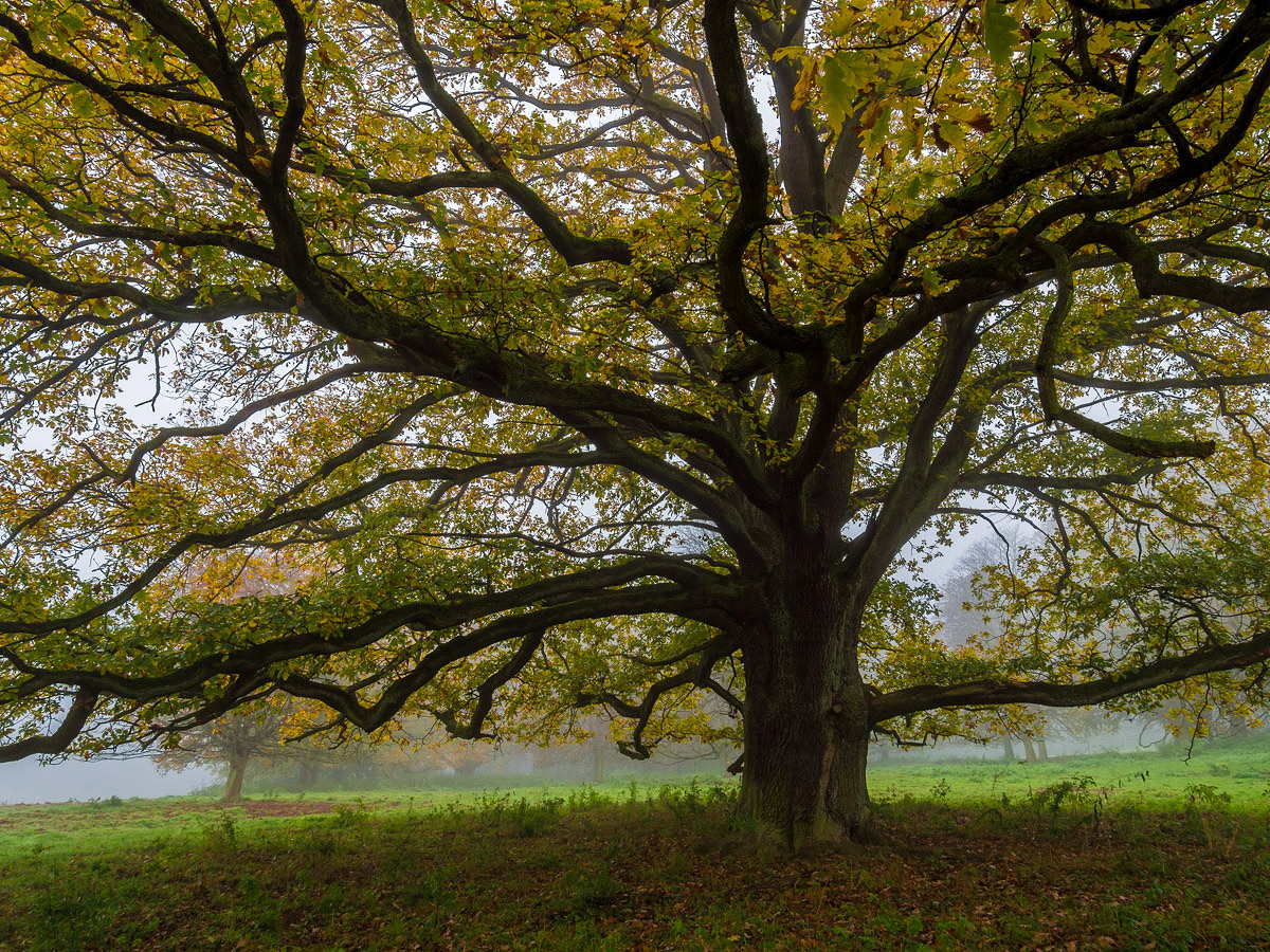 Herbstbaum im Nieselregen