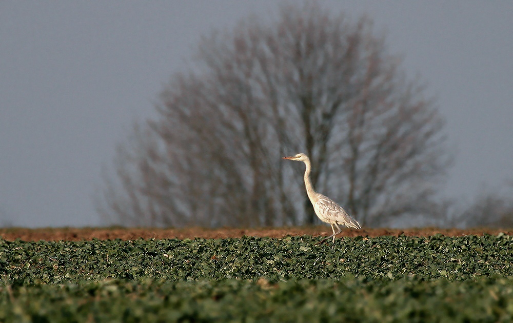 Graureiher (Ardea cinerea)Albino