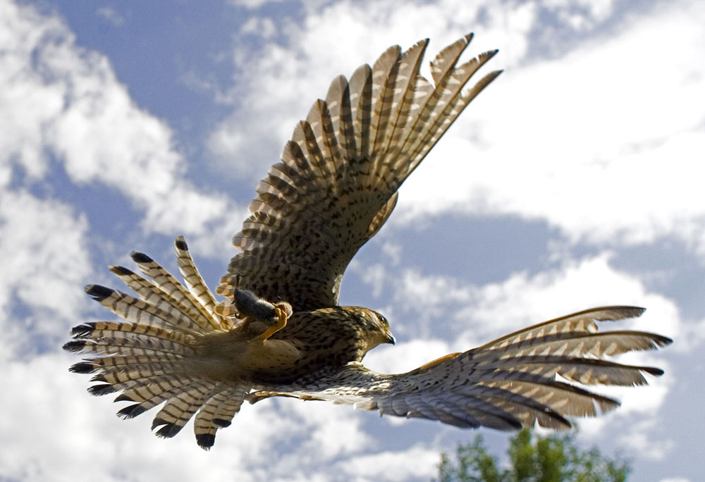 Turmfalke mit Beute