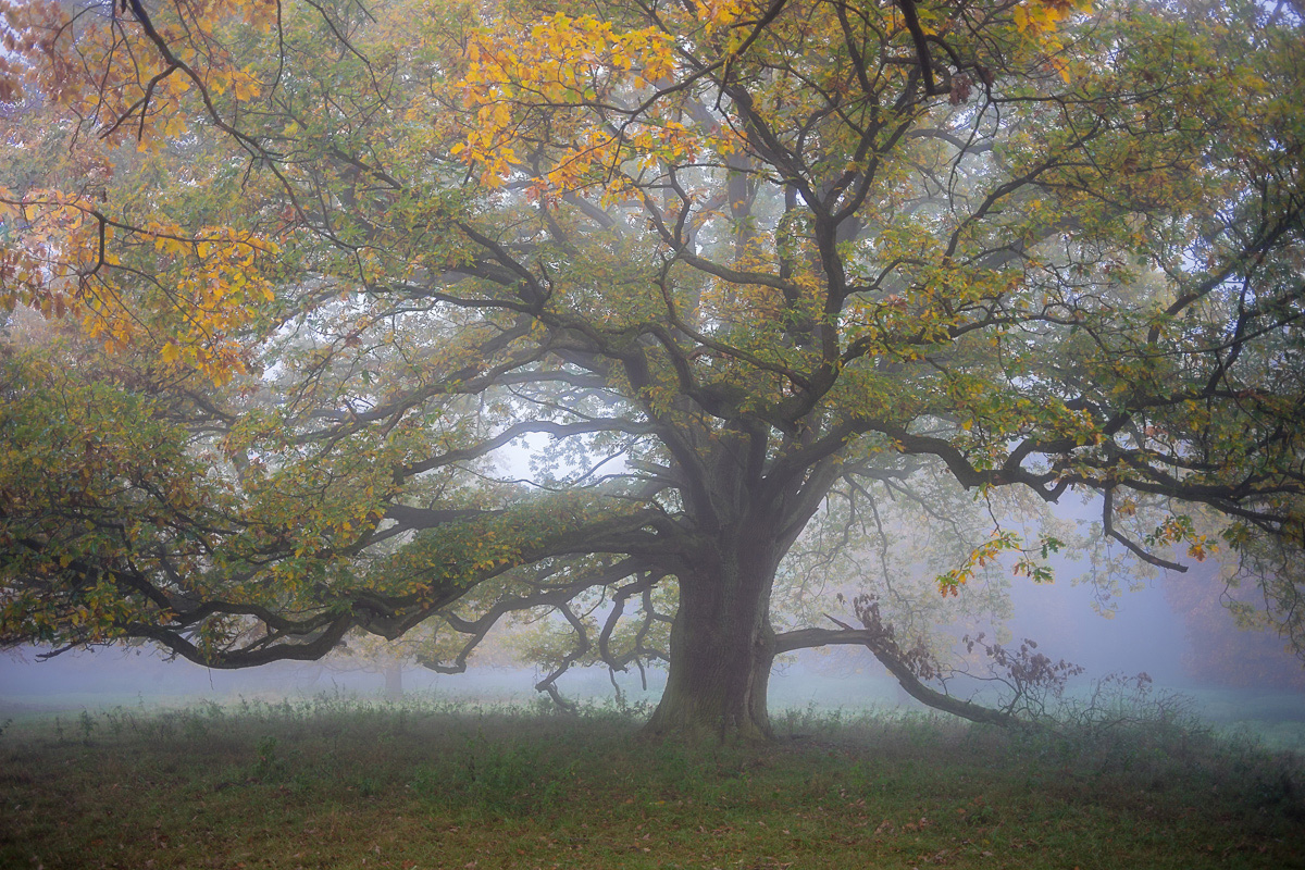 Herbsteiche