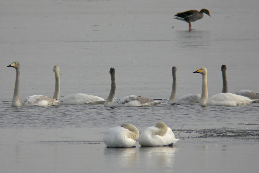 Singschwan-Chor (2)