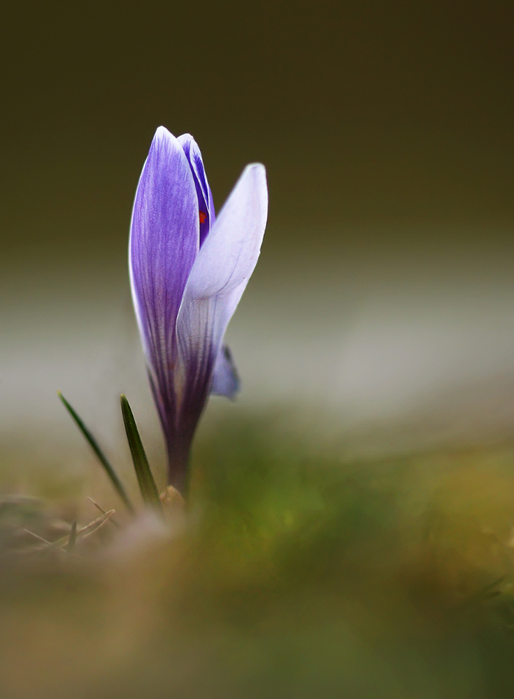 Krokus Forum für Naturfotografen