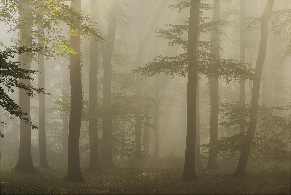 Nebelwunderwald