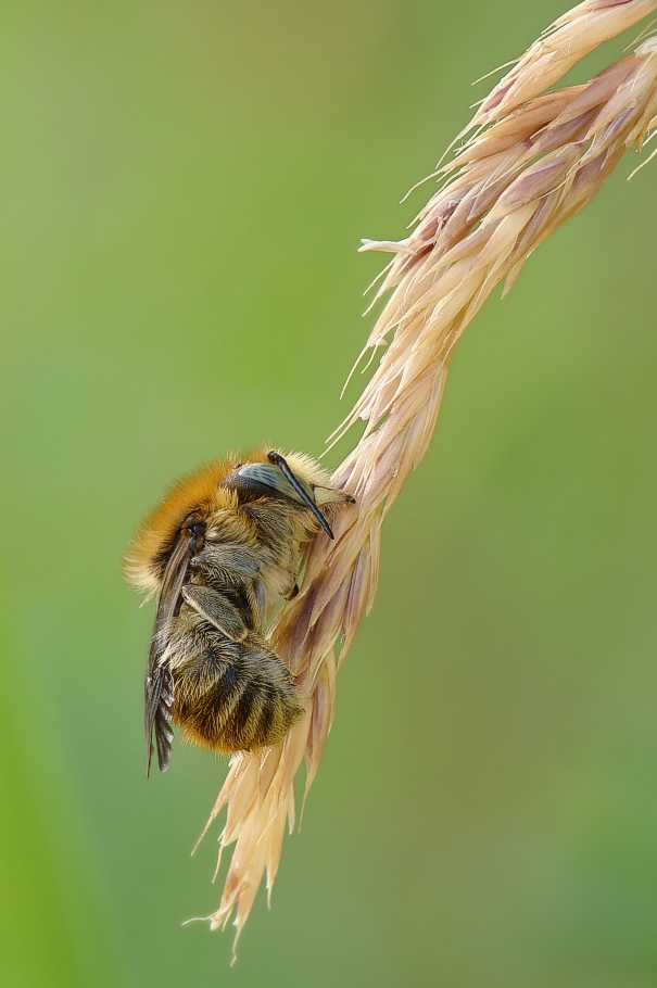 Große Harzbiene