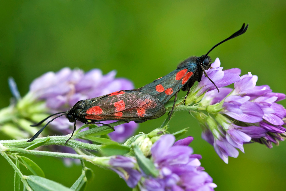 Sechsfeckwidderchen (Zygaena filipendulae)