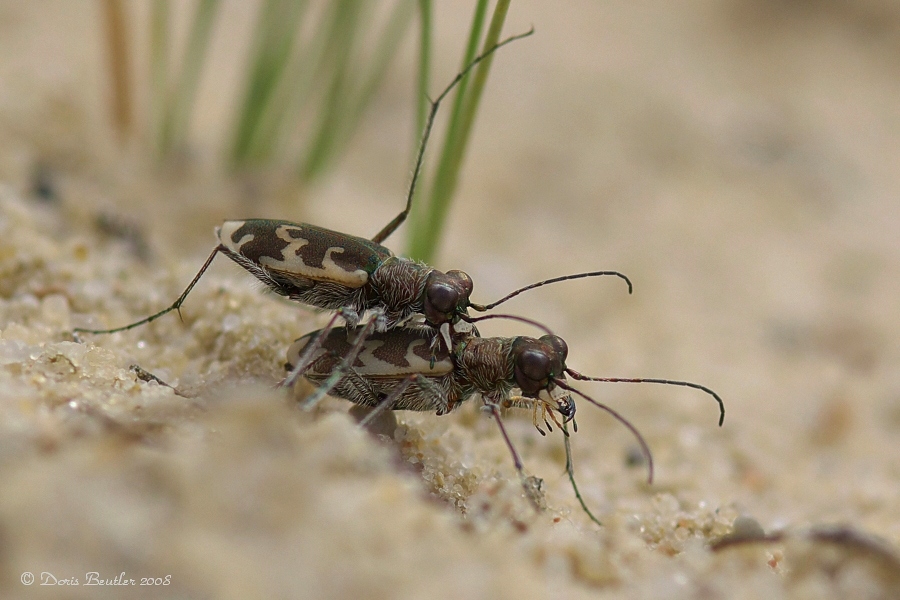 Pausengymnastik – Cicindela arenaria