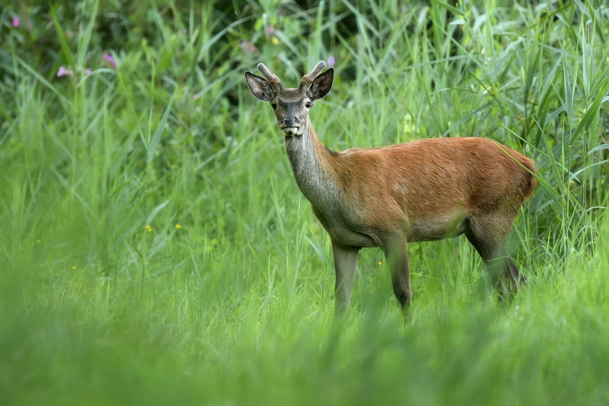 Rotwild Spießer Forum für Naturfotografen