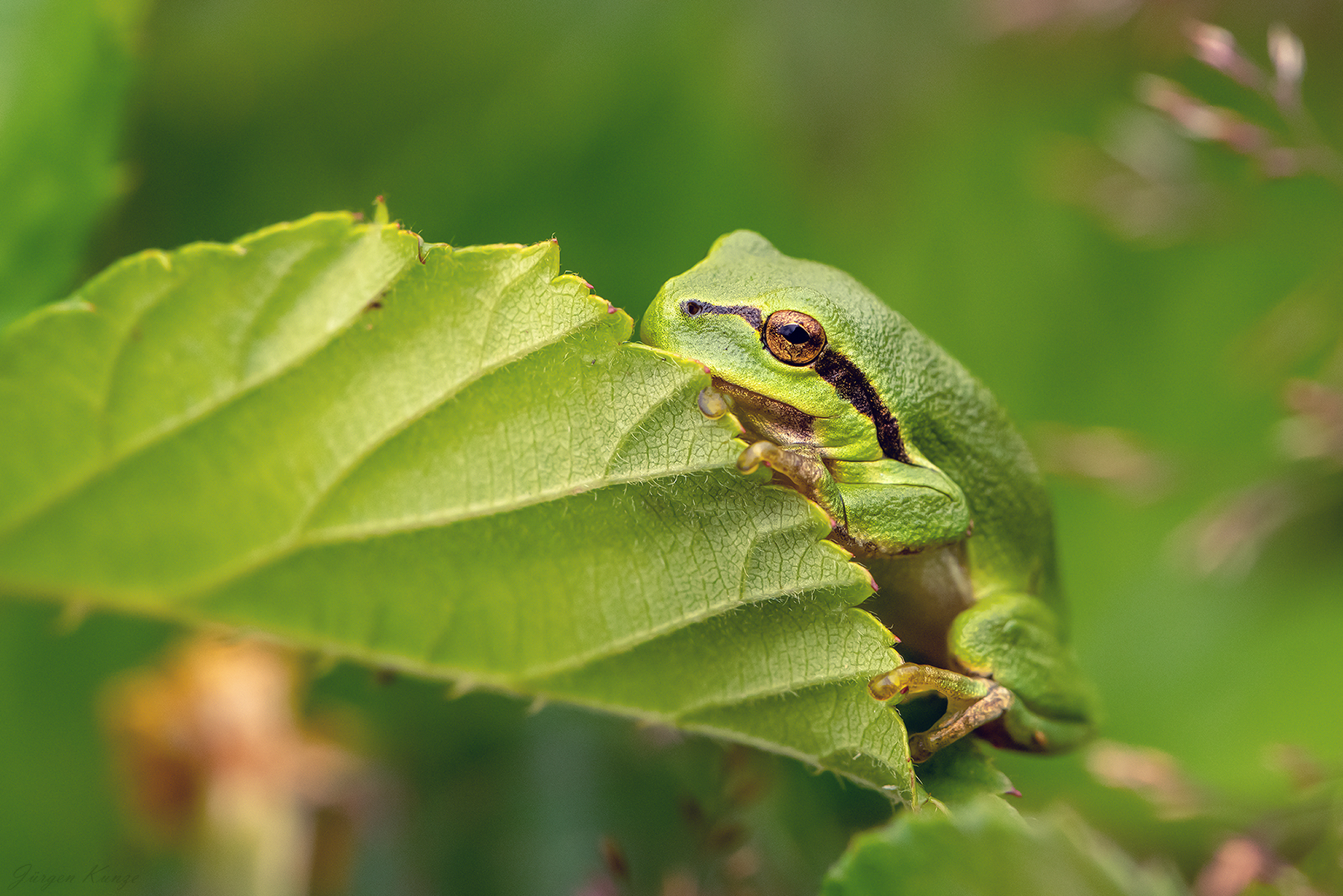 Verstecken Forum für Naturfotografen