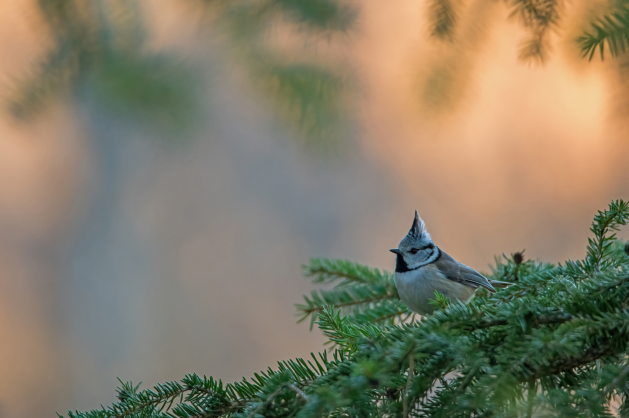 Abends am Winteransitz Forum für Naturfotografen