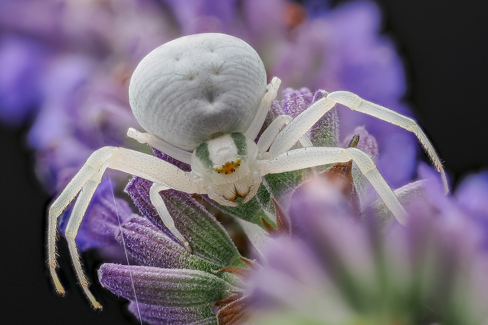 Veränderliche Krabbenspinne Misumena vatia Forum für Naturfotografen