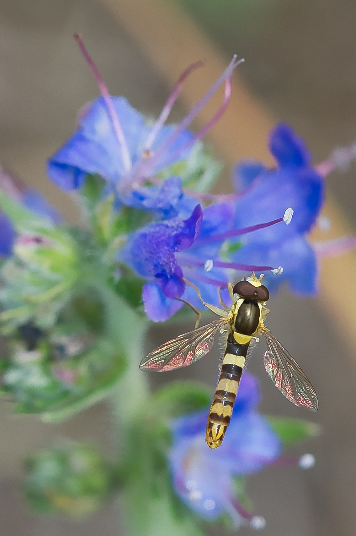 Schwebfliege Auf Natternkopf Forum F R Naturfotografen