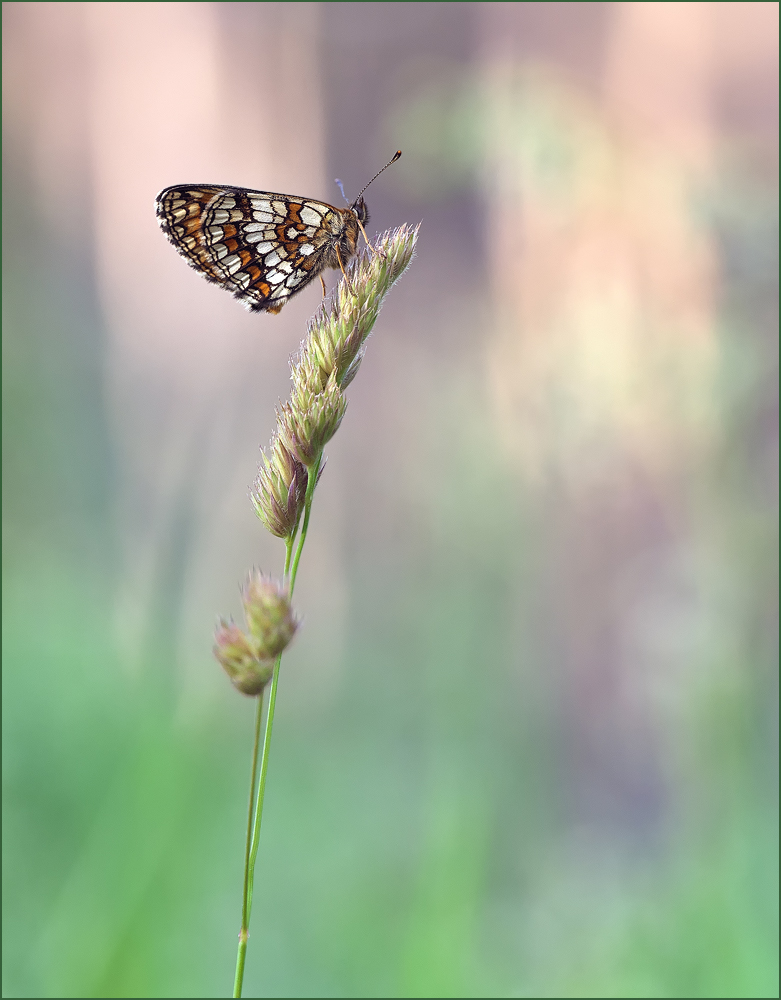 Gut Getarnt Forum F R Naturfotografen