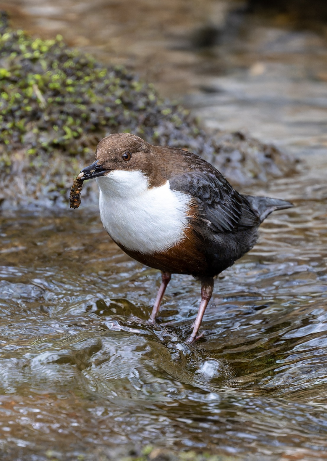 Wasseramsel Forum F R Naturfotografen