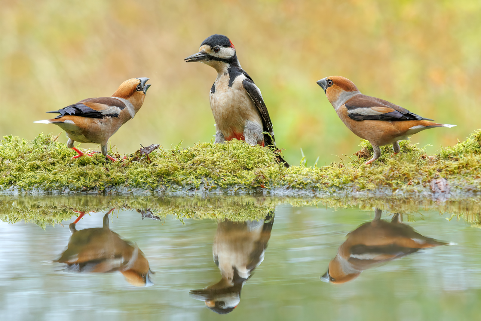 Forum für Naturfotografen