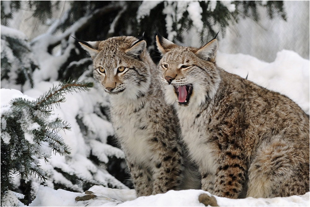 Winter im Wildpark