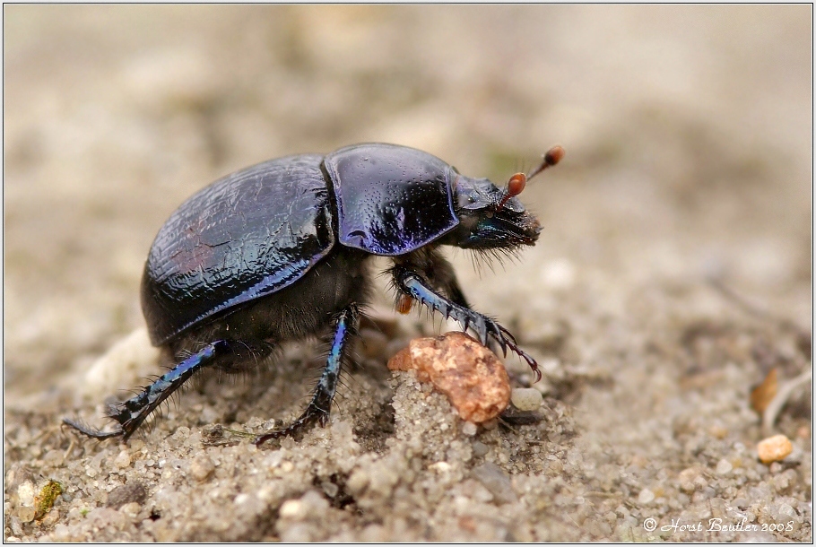 Mistkäfer   (Geotrupes stercorarius)