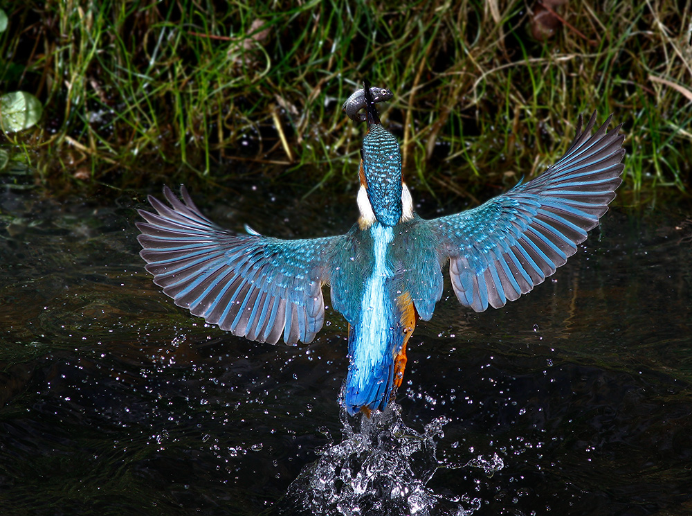 image::Hans-Otto_Dose_eisvogel.jpg