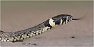 Ringelnatter    (Natrix natrix)
