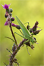 Großes Heupferd (Tettigonia viridissima)