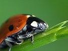 Marienkäfer