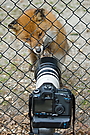Canon ?  Zeig mal her das Teil