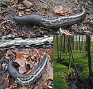 Schwarzer Schnegel