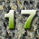 Nr 17