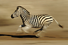 Speeding Zebra