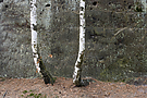 Schlanke Beine
