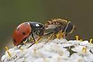 Aasfresser - und keiner weiß es?