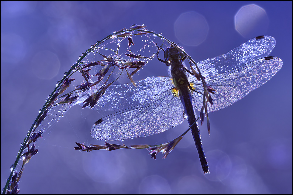 ~ Moonlight shadow ~