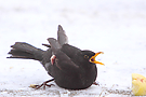 Amsel mit Behinderung