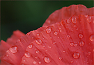 ~ Mohn ~