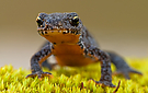 Molchi