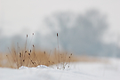Schneebild