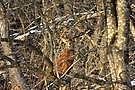 Im Winterwald