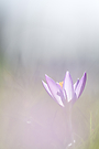 Krokus im Gegenlicht II