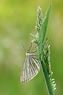 ~Siona lineata~