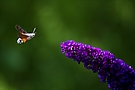 Anflug