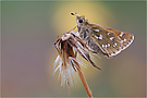 Hesperia comma