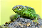~ grüner Drache ~