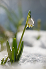 Leucojum vernum