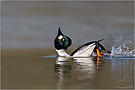 „Knirr“  Enten
